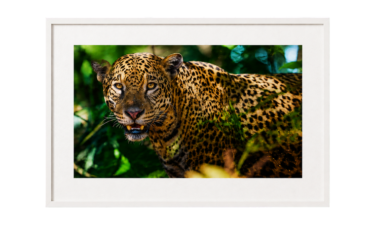 Luster Photo Paper 1275
