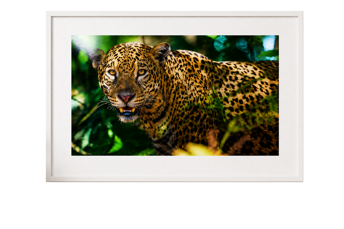 Gloss Photo Paper 1245