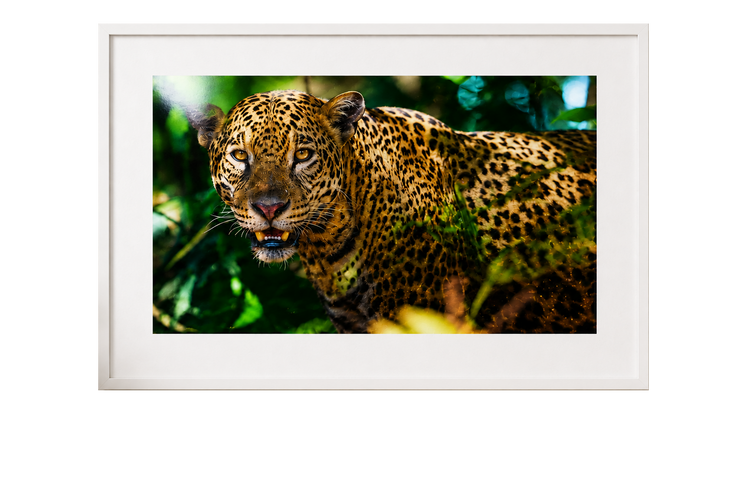 Gloss Photo Paper 1245